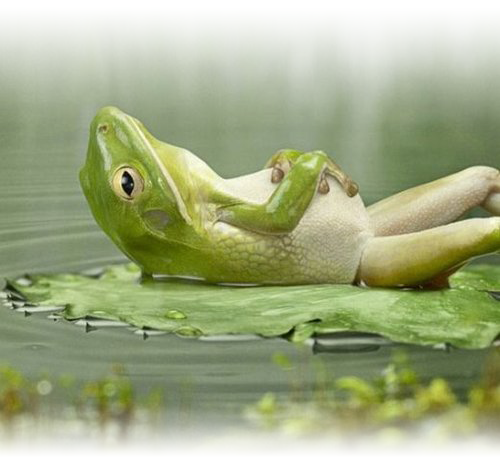 lazy-Sunday-Frog.png